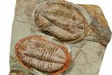 Three Colorful Asaphid Trilobites With Pos/Neg - Fezouata Formation #353361-5